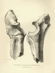 Skamieniałe kości (kość łokciowa i promieniowa) zaginionego prehistorycznego zwierzęcia Macrauchenia opisanego przez Karola Darwina podczas jego wyprawy na pokładzie statku Beagle. Płytka z "Zoologii podróży H.M.S. Beagle pod dowództwem kapitana Fitzroya w