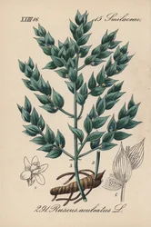 Fragon False Holly lub Small Holly - Butcher