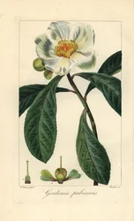 Drzewo Franklina, Franklinia alatamaha, pochodzące z Ameryki, wymarłe na wolności. Ręcznie kolorowany sztych wykonany na miedzi przez Barrois na podstawie botanicznej ilustracji Pancrace