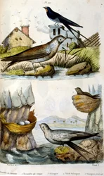 Francuski. Kolorowa ilustracja datowana na około 1884 r. Przedstawiająca ptaki rzeczne i przybrzeżne