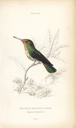 Kokietka kędzierzawa, Lophornis magnificus, samica (koliber wspaniały, Trochilus magnificus). Ręcznie kolorowana stalowa rycina autorstwa Williama Lizarsa z Sir William Jardine