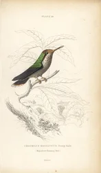 Kokietka kędzierzawa, Lophornis magnificus, młody samiec (koliber wspaniały, Trochilus magnificus). Ręcznie kolorowana stalowa rycina autorstwa Williama Lizarsa z Sir William Jardine