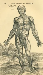 Przód męskiego ludzkiego ciała, badanie anatomiczne pierwotnie opublikowane w De Humani Corporis Fabrica Libri Septem (na materiale ludzkiego ciała w siedmiu książkach) przez Andreasa Vesaliusa, opublikowane w Bazylei