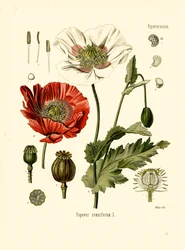 Mak ogrodowy (litografia kolorowa)