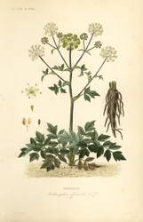 Dzięgiel ogrodowy lub dziki seler, Angelica archangelica, Archangelica officinalis, Angelique