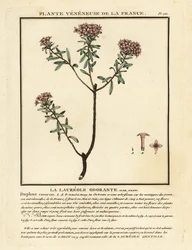 Kwiat girlandy, Daphne cneorum.