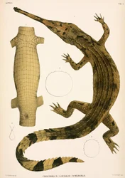 Gharial, Indonezja
