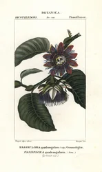 Granadilla olbrzymia