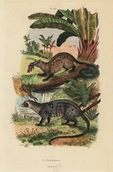 Cywet palmowy, Paradoxurus zeylonensis 1 i cywet palmowy azjatycki, Paradoxurus hermaphroditus 2