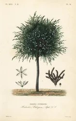 Ziarna Selim, Xylopia aethiopica, Habzelia aethiopica, Habzeli z Etiopii