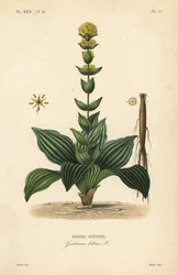 Goryczka żółta, Gentiana lutea, Grande gentiane