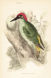 Dzięcioł zielony., Picus viridis, siedzący na drzewie.1889 (rycina)