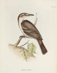 Gąsiorek-tyran szarobrzuchy, ok. 1832-1836