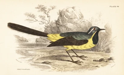 Pliszka siwa, Motacilla cinerea. 1889 (grawerowanie)