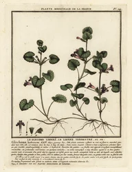 Bluszcz mielony, Glechoma hederacea.
