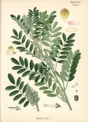 Indygo gwatemalskie lub indygo drobnolistne, Indigofera suffruticosa (Indigofera anil). Chromolitografia na podstawie ilustracji botanicznej z Roślin leczniczych Hermanna Adolpha Koehlera, pod redakcją Gustava Pabsta, Koehler, Niemcy