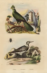 Guinea turco, Tauraco joint i Eurasian krętlik, Jynx torquilla