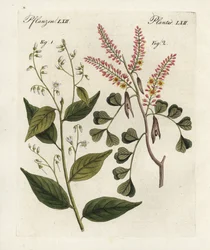 Drzewo benzoesowe, Styrax benzoin 1, i drzewo kłodowe, Haematoxylon campechianum 2. Ręcznie kolorowany miedzioryt pochodzący z "Bilderbuch fur Kinder" (Książka obrazkowa dla dzieci) Bertucha, Weimar.