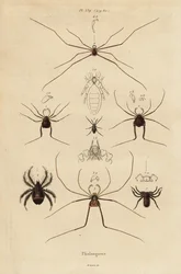 Żniwiarze, kombajny lub tatusiowie długonogi, gatunki Opiliones