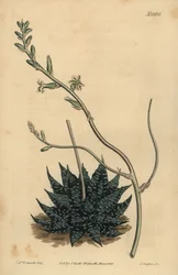 Haworthia minor lub Tulista minima (najmniej perłowy aloes, Aloe margaritifera minima)