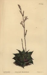 Haworthia mirabilis (Aloes o liściach szorstkich, Aloe mirabilis)