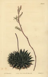 Haworthia pumila lub Tulista pumila (aloes pająka ciemnolistnego, Aloe arachnoides pumila)