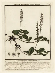 Heath przetacznik, Veronica officinalis.