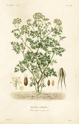 Kroplówka wodna cykuty, Oenanthe crocata, Oenanthe safranee