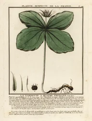 Herb-paris, kwadryfolia paryska.