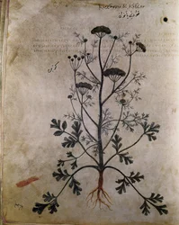 Ziołowa Kolendra (kolendra)