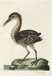 Czapla