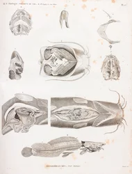 Heterogałęzie, szczegóły anatomiczne