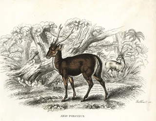 Jeleń szlachetny, Axis porcinus, zagrożony wyginięciem. Ręcznie kolorowana litografia autorstwa Gebharta z Galerii Historii Naturalnej Georga Friedricha Treitschke, Naturhistorischer Bildersaal des Thierreiches, Liepzig-1842.