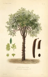 Glediczja trójcierniowa lub glediczja ciernista, Gleditsia triacanthos, Gleditschia triacanthos, trójcierniowe drzewo gorączkowe
