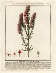 Hyzop, Hyssopus officinalis.