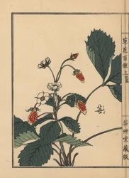 Ichigo lub truskawka, Fragaria ananassa. Ręcznie kolorowany drzeworyt autorstwa Kono Bairei z Kusa Bana Hyakushu (Sto odmian kwiatów), Tokio, Yamada