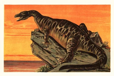 Iguanodon bernissartensis, wymarły gatunek Iguanodontian dino1908 (litografia)