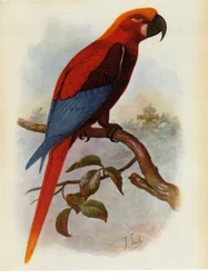 Ilustracja/Ara grossei/Jamaican Parrot