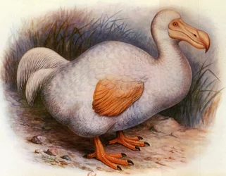 Ilustracja/Didus solitarius/Biały Dodo Zjazdu/Samotności
