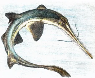 Ilustracja przedstawiająca włócznika (Xiphias gladius)