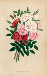 Indyjskie róże guzikowe, pompony bengalskie, hybrydy Rosa chinensis. Chromolitografia narysowana i litografowana według natury przez F. Grobona na podstawie "Les Roses" Hippolyte