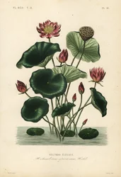 Lotos indyjski, Nelumbo nucifera, Nelumbium speciosum, Nelumbo elegantus