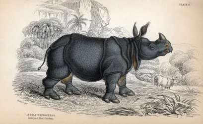 Nosorożec indyjski (Rhinoceros unicornis lub indicus), gatunek zagrożony wyginięciem. Miedzioryt autorstwa Williama Lizarsa, na podstawie rysunku Jamesa Stewarta, opublikowany w Naturalist Library: Mammals, pachyderms and quadrupedes with fine skin, pod re