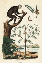 Roślina indygo, Indigofera atropurpurea 1-3 oraz indri lub babioto, Indri indri, krytycznie zagrożony lemur 4