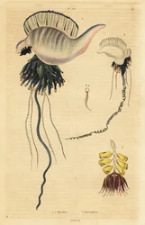 Indo-Pacyfiku portugalski wojownik , Physalia utriculus 1 , Azory wojownik , Physalia physalis 2 i Siphonophora zoophyte , Physsophora disticha