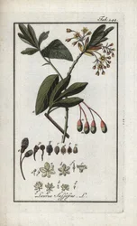 Wawrzyn szlachetny (Sassafras albidum). Litografia z "Afbeelding der Artseny-Gewassen" Johannesa Zorna (1739-1799), Holandia