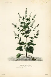 Musztarda Jack-by-the-hedge lub czosnkowa, Alliaria petiolata, Alliaria officinalis, Alliaire officinale