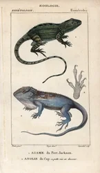 Gekon przylądkowy, agama z Port Jackson, Amphibolurus muricatus i gekon przylądkowy, anolis przylądkowy, Lygodactylus capensis. Ręcznie kolorowany miedzioryt ze "Słownika nauk przyrodniczych" Jussieu z lat 1816-1830. Tomy poświęcone rybom i gadom