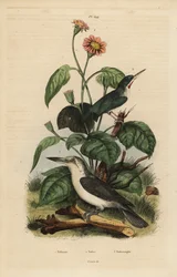 Tody jamajskie, Todus todus, zimorodek Mariana, orzeł Todiramphus i słonecznik, Tithonia tagetiflora