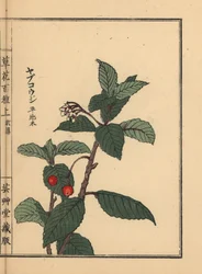 Ardisia japońska lub Chirimen marlberry, Ardisia japonica. Ręcznie kolorowany drzeworyt autorstwa Kono Bairei z Kusa Bana Hyakushu (Sto odmian kwiatów), Tokio, Yamada